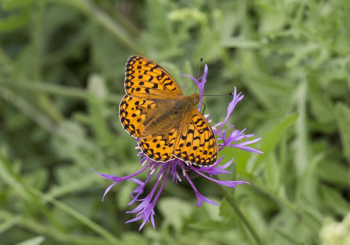 dark green frit